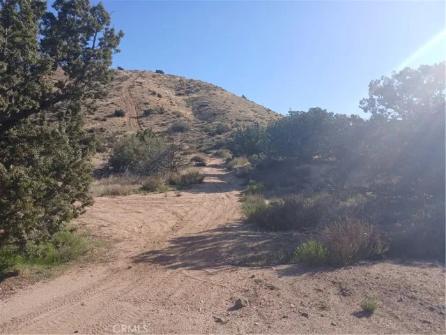a view of a dry yard with trees in the background