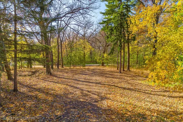 a view of a yard with trees