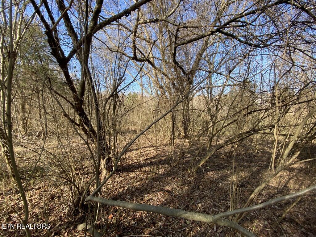 201 Sequoyah Road Loudon, TN 37774 - Photo 12 of 13 Sequoyah slope