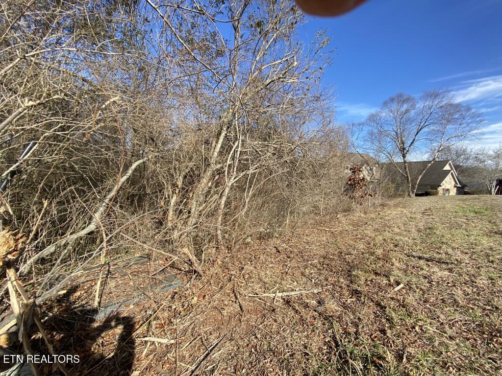 201 Sequoyah Road Loudon, TN 37774 - Photo 13 of 13 Sequoyah tree line