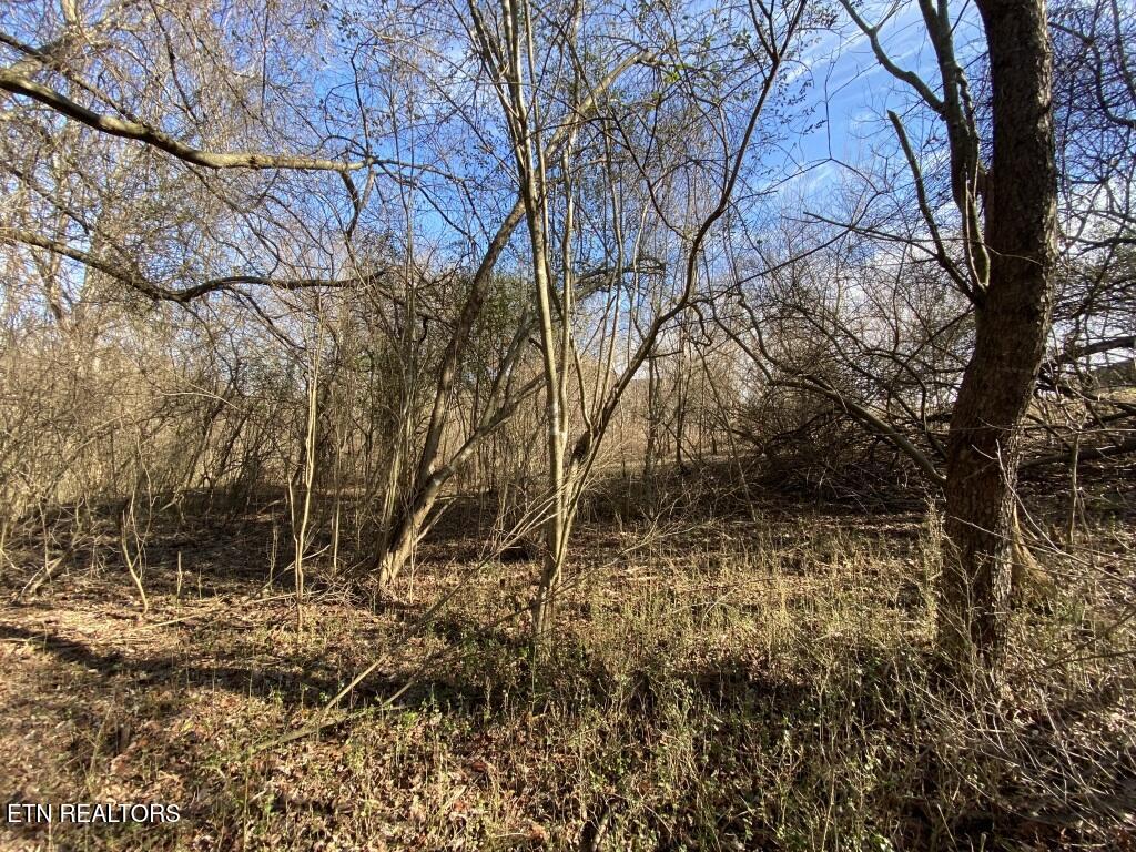 201 Sequoyah Road Loudon, TN 37774 - Photo 10 of 13 Sequoyah large tree
