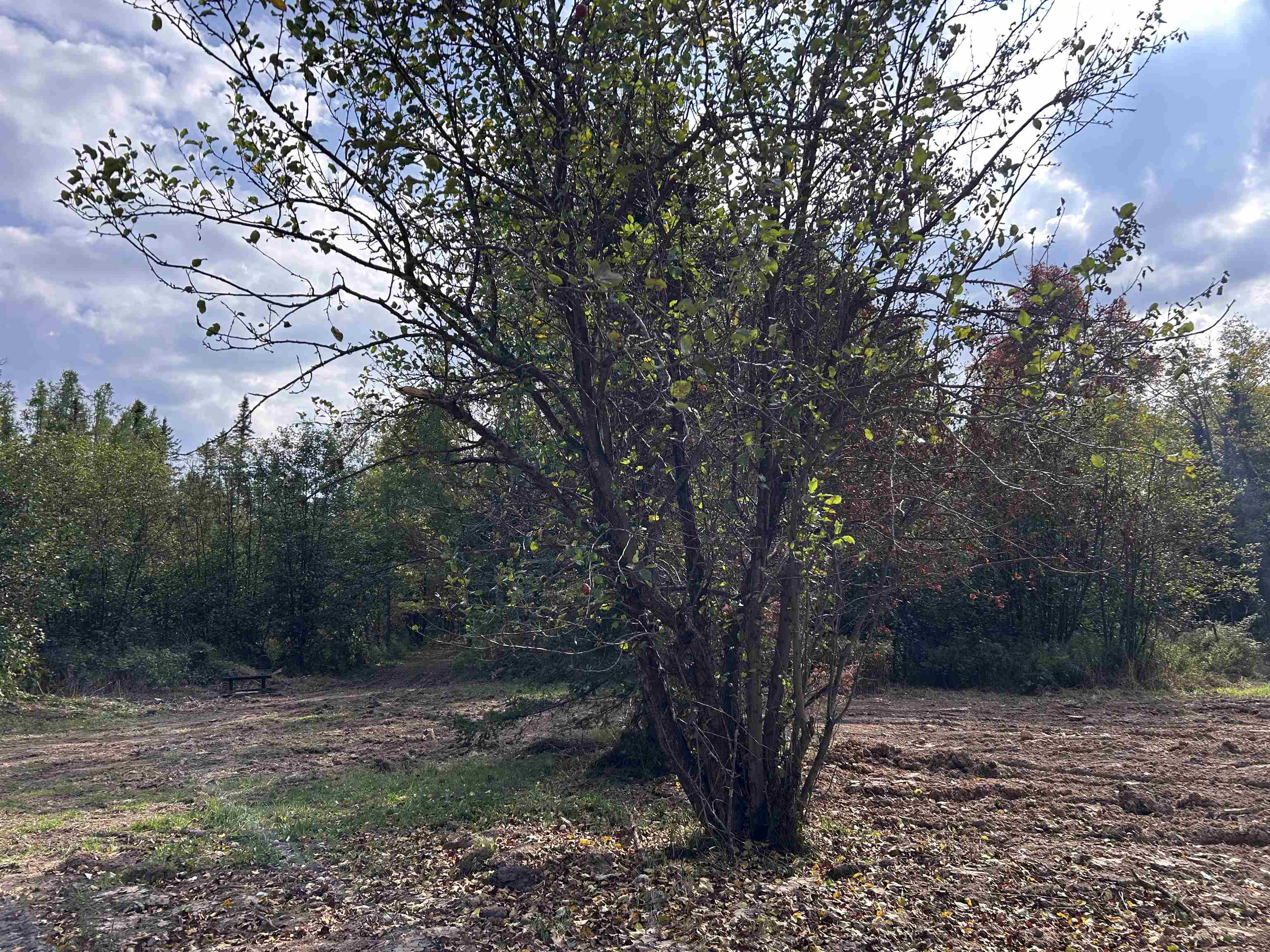 W13821 Lloyd Creek Road Gleason, WI 54435 - Photo 33 of 45