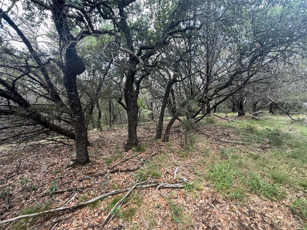 10131 Horizon View Tolar, TX 76476 - Photo 11 of 25 a view of a yard with plants and trees