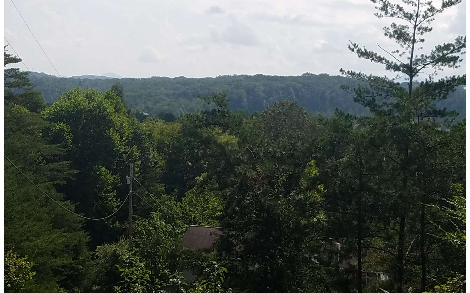 781 Windy Ridge Road Blue Ridge, GA 30513 - Photo 1 of 1 a view of a lot of trees and bushes