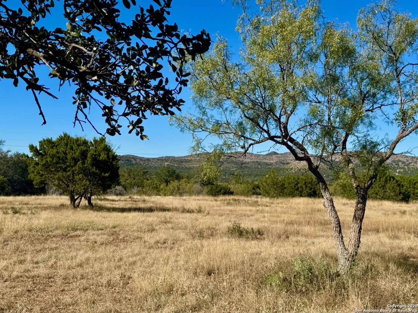 a view of a yard with a tree
