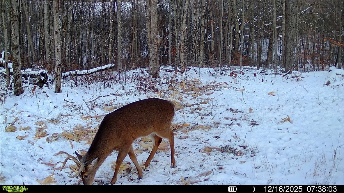 Spence Hill Road Caldwell, OH 43724 - Photo 16 of 49 Gallery Image 16