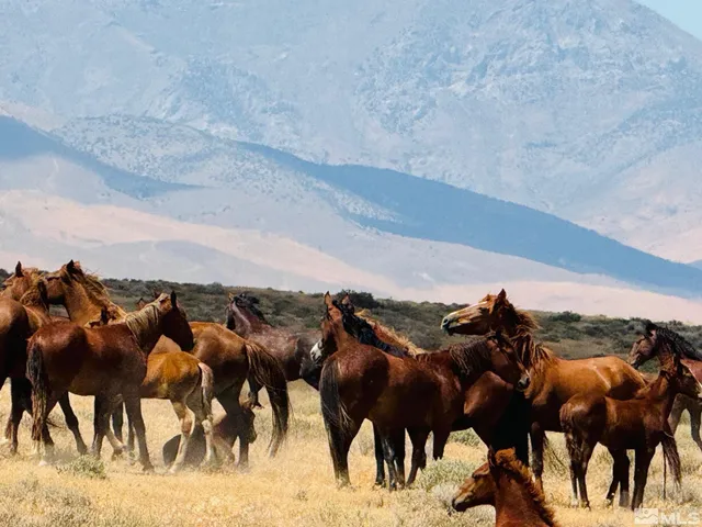 a view of a yard and front of house