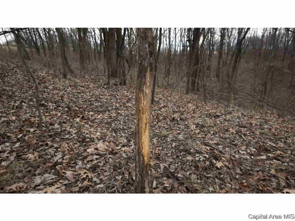 27640 240th Street Barry, IL 62312 - Photo 24 of 36 Gallery Image 24