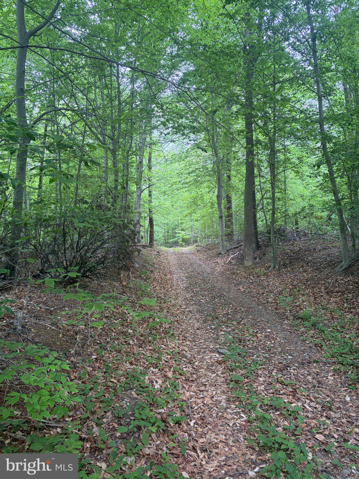 16921 Batestown Road Dumfries, VA 22025 - Photo 3 of 10 Serene path through lush greenery.