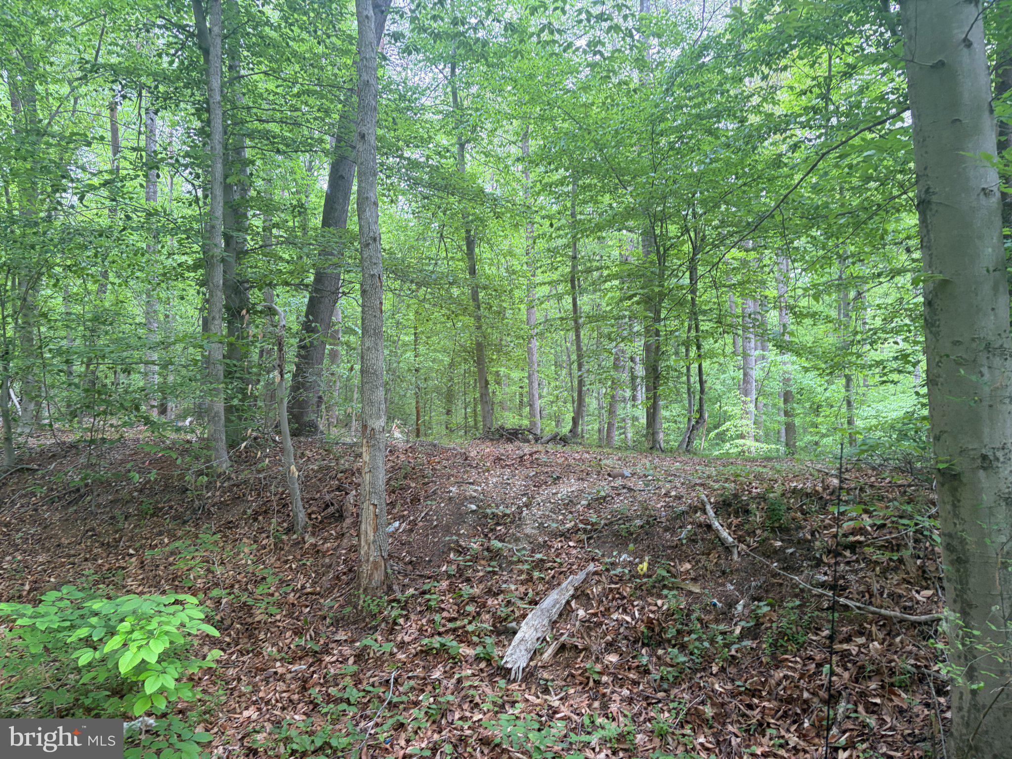 16921 Batestown Road Dumfries, VA 22025 - Photo 4 of 10 Lush woodland retreat awaits exploration.
