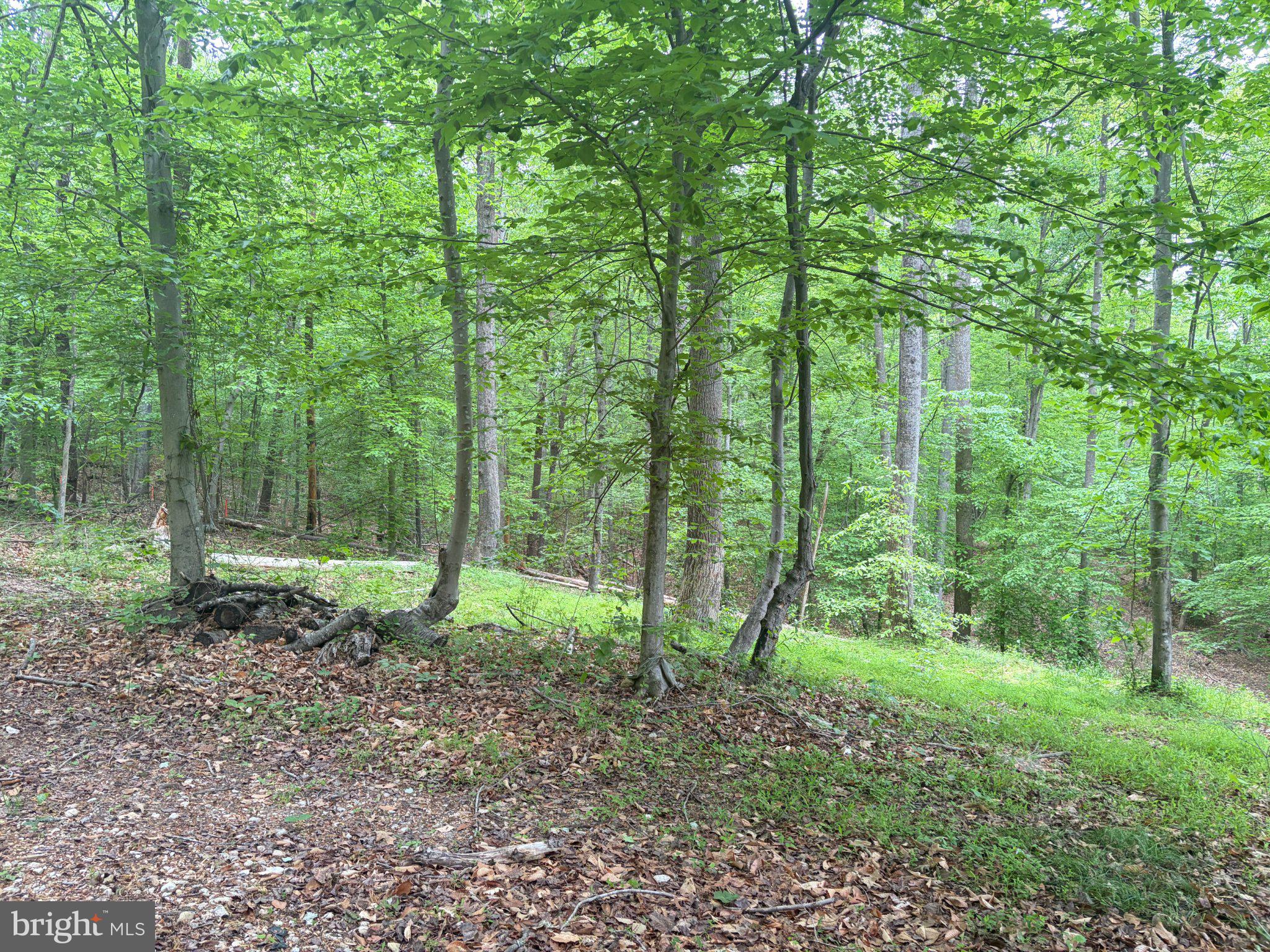 16921 Batestown Road Dumfries, VA 22025 - Photo 5 of 10 Lush green forest inviting exploration.