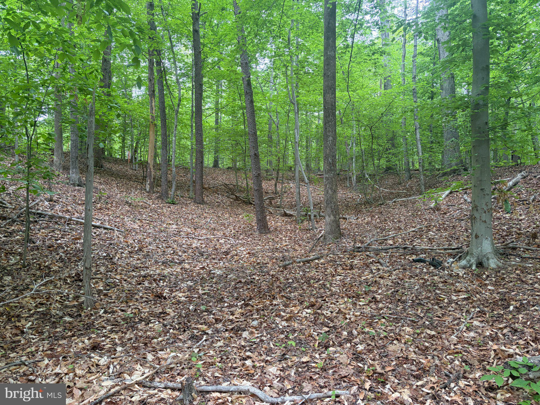 16921 Batestown Road Dumfries, VA 22025 - Photo 6 of 10 Serene woodland retreat awaits discovery.