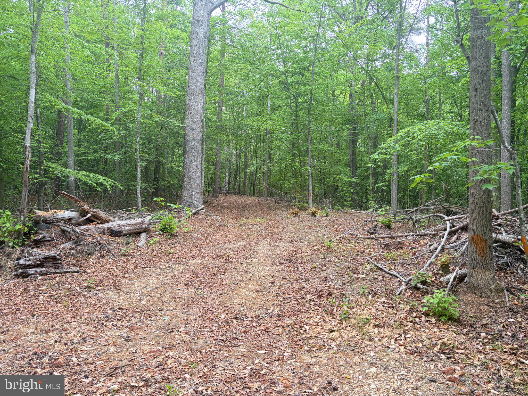 16921 Batestown Road Dumfries, VA 22025 - Photo 7 of 10 Serene woodland path awaits exploration.