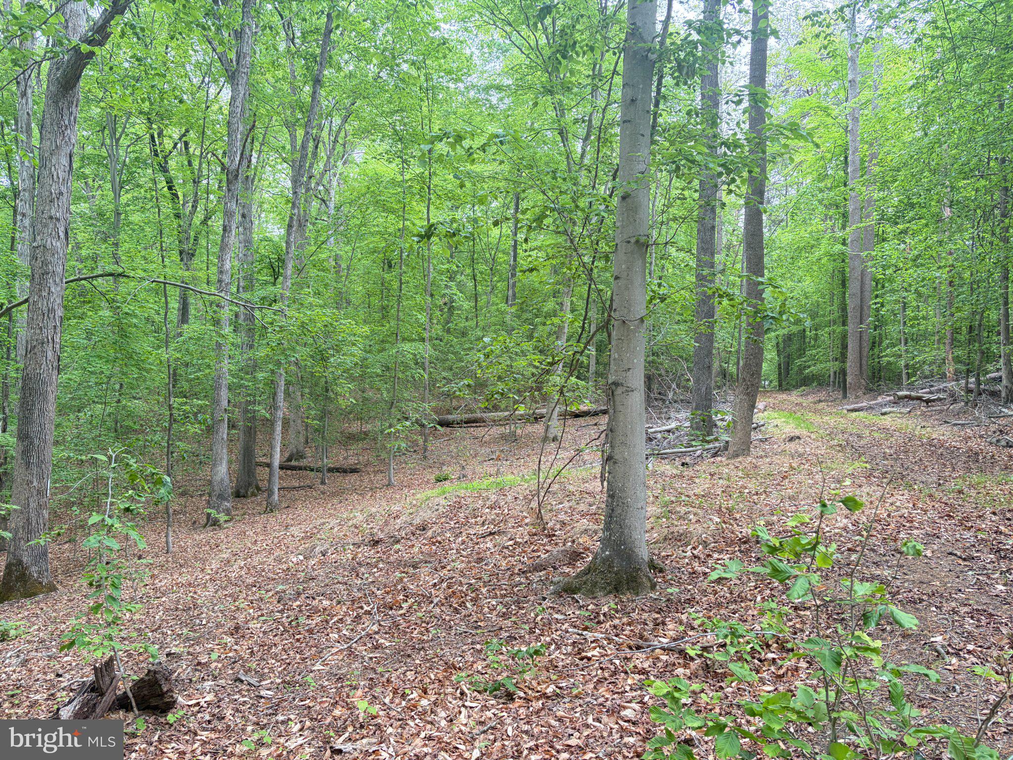 16921 Batestown Road Dumfries, VA 22025 - Photo 8 of 10 Lush forest path beckons exploration.