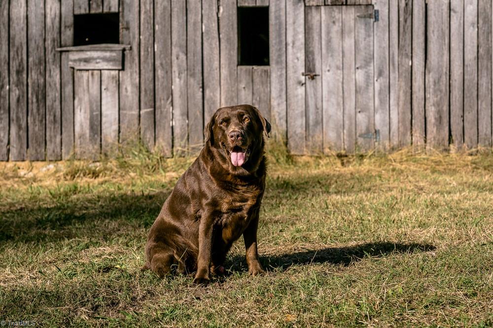 6087 Old Walker Mill Road Randleman, NC 27317 - Photo 42 of 50