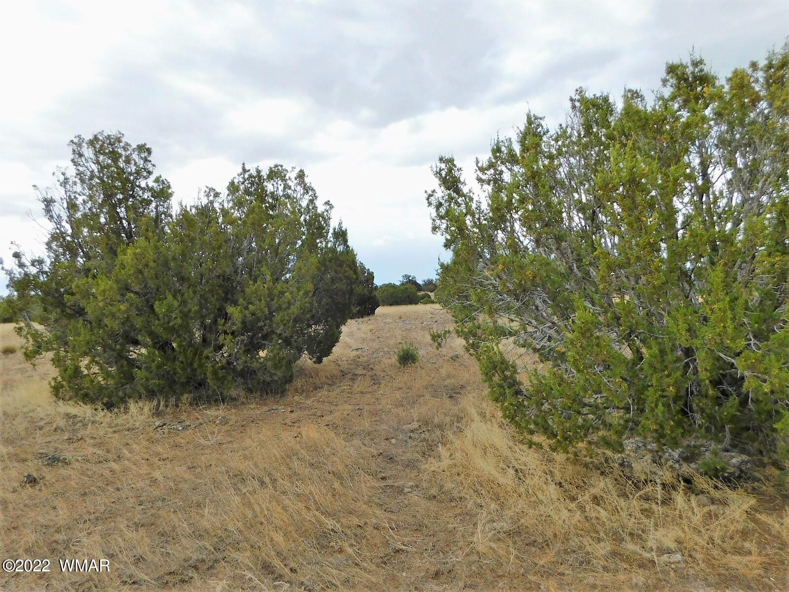 Lot 43 County Road Concho, AZ 85924 - Photo 11 of 18 Gallery Image 11