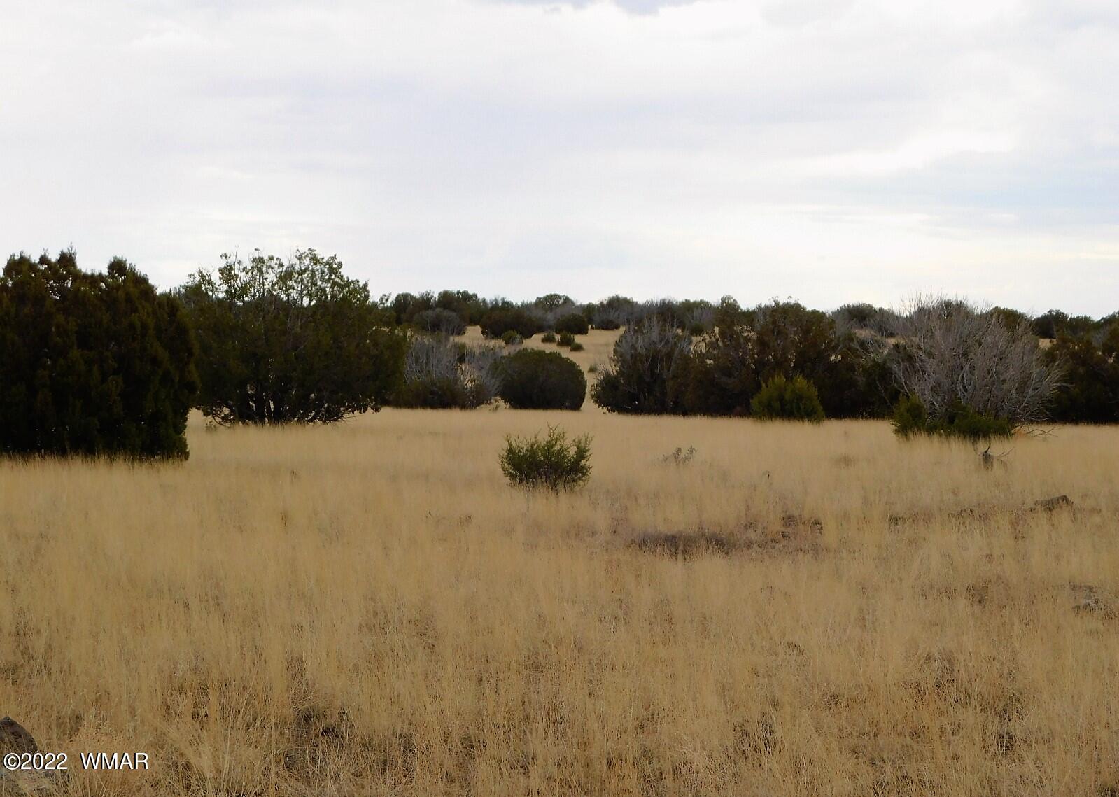 Lot 43 County Road Concho, AZ 85924 - Photo 2 of 18 Gallery Image 2