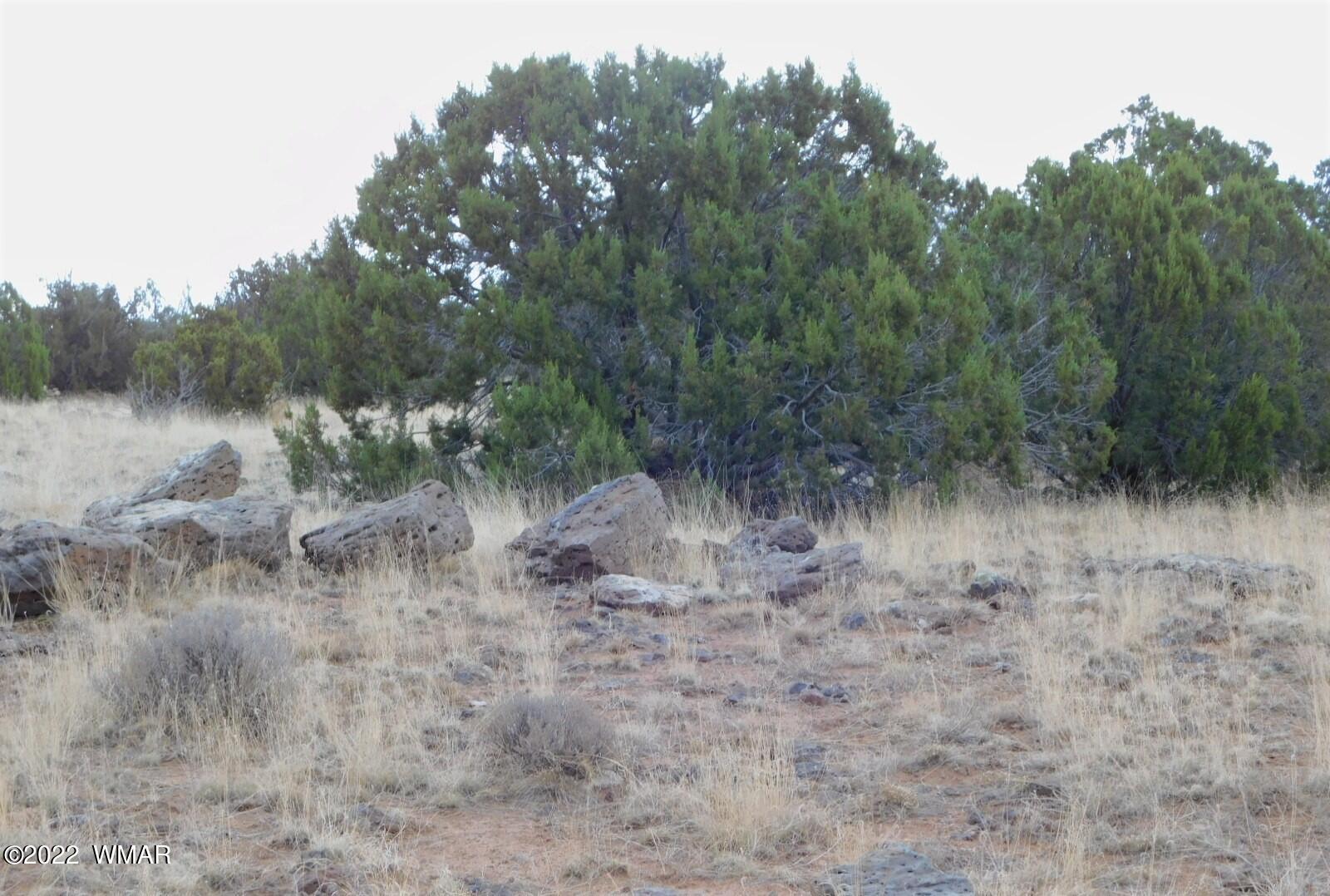 Lot 43 County Road Concho, AZ 85924 - Photo 7 of 18 Gallery Image 7