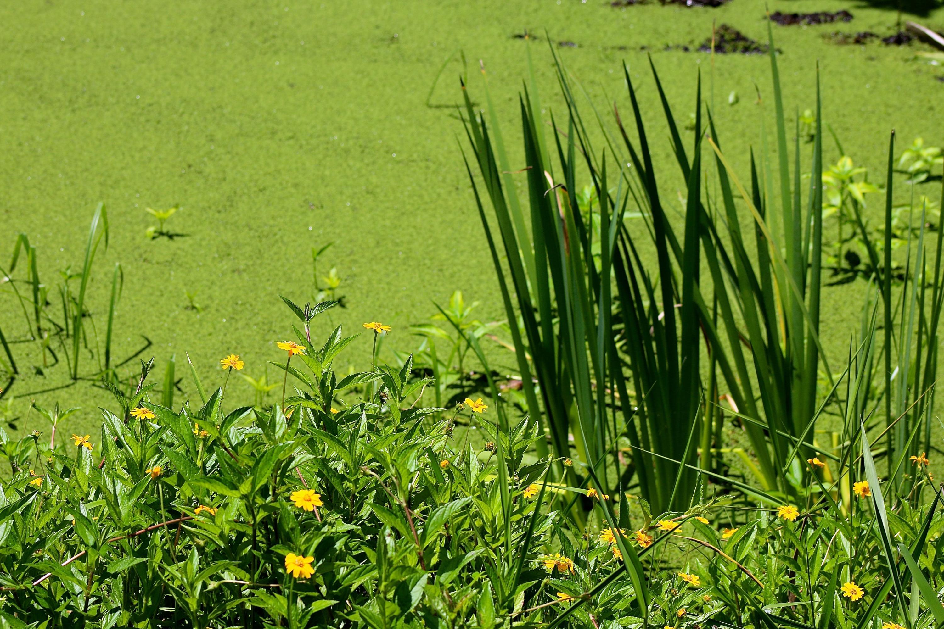 8841 First Tee Road Port St. Lucie, FL 34986 - Photo 132 of 228 268 Duck Weed #2