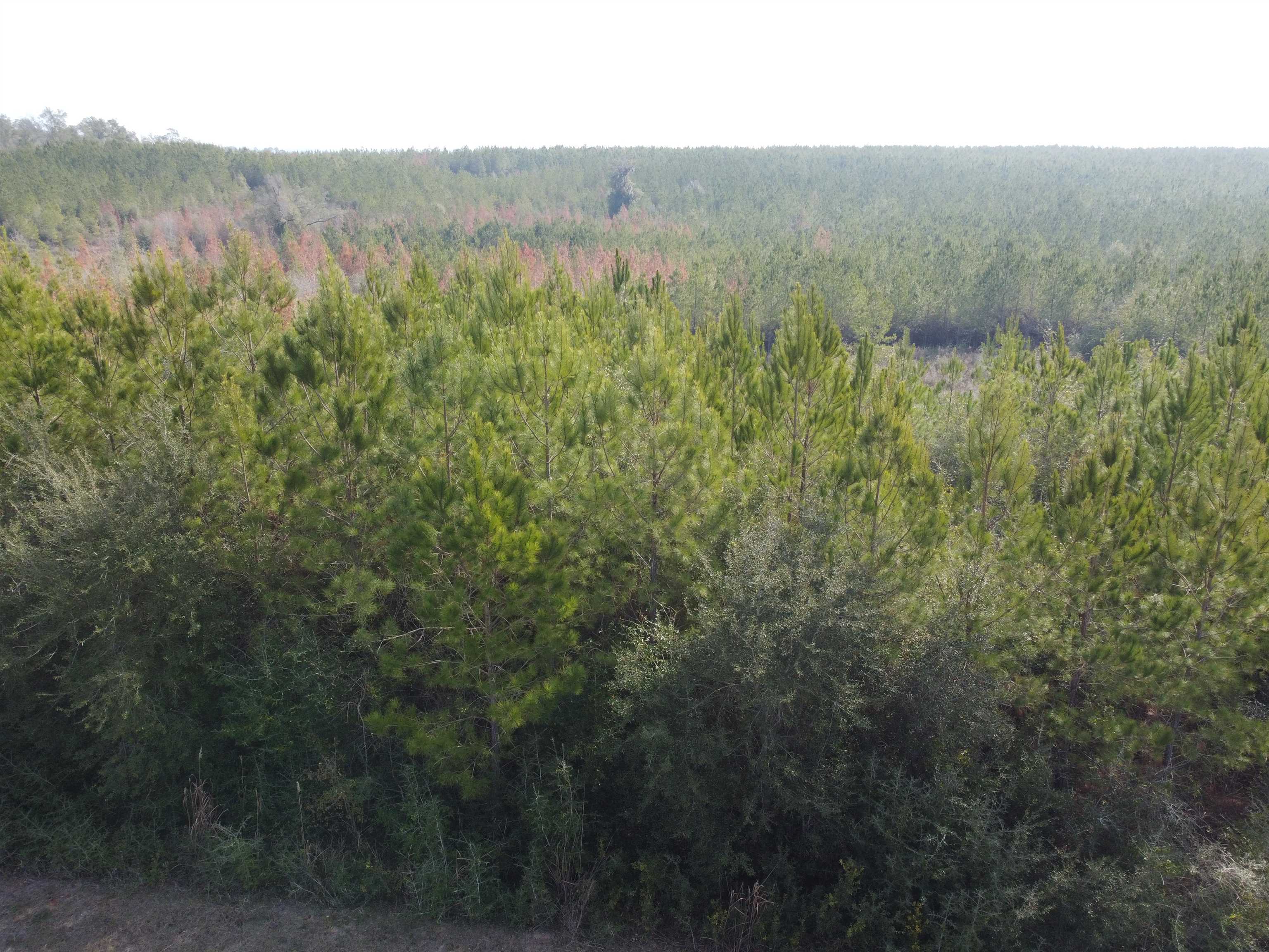 Xxx Northwest Church Road Altha, FL 32421 - Photo 3 of 6