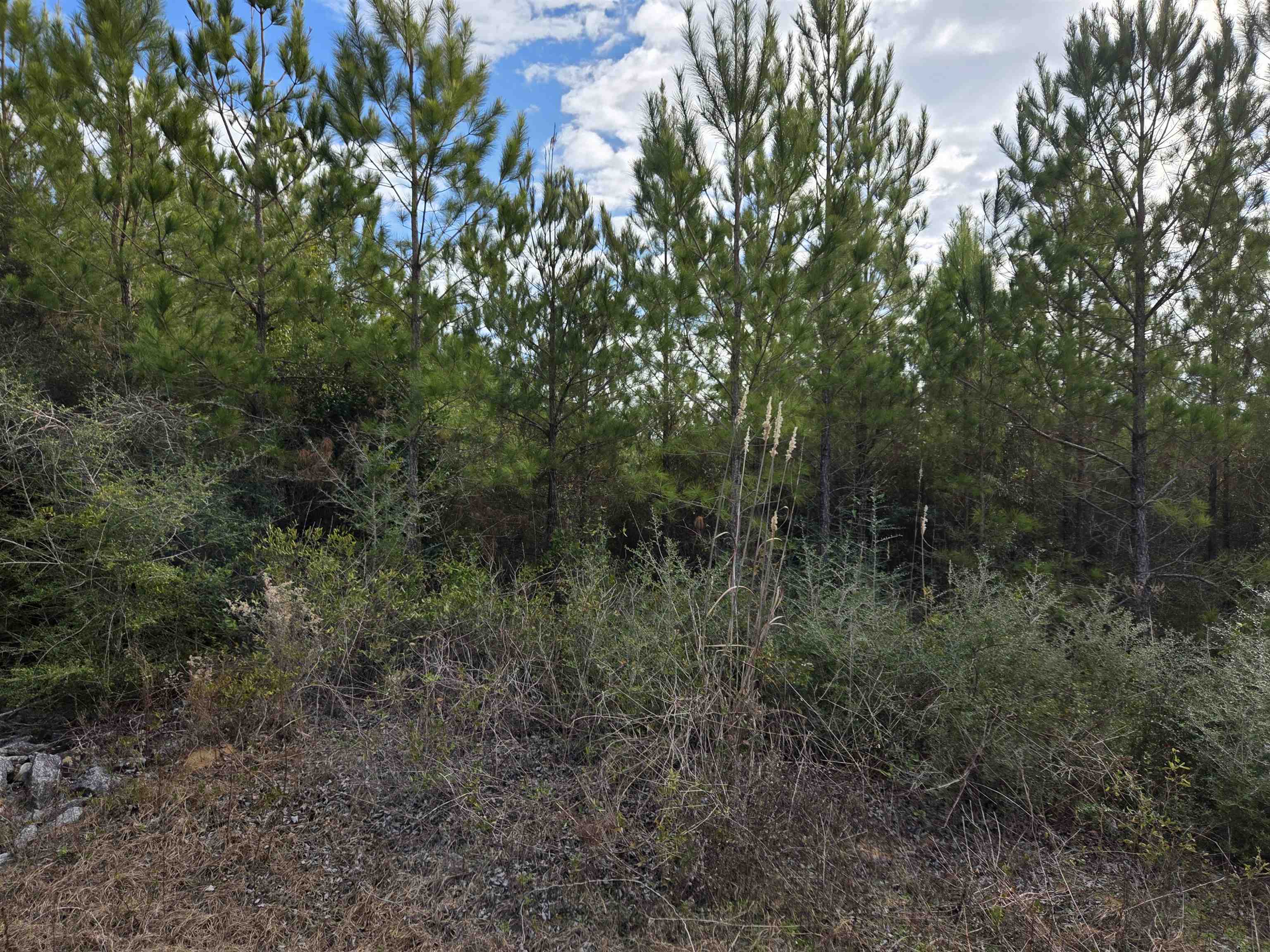 Xxx Northwest Church Road Altha, FL 32421 - Photo 5 of 6