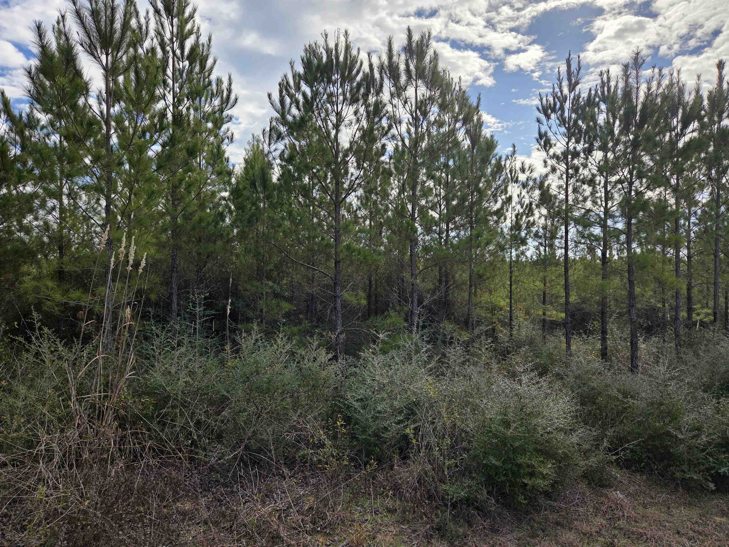 Xxx Northwest Church Road Altha, FL 32421 - Photo 6 of 6