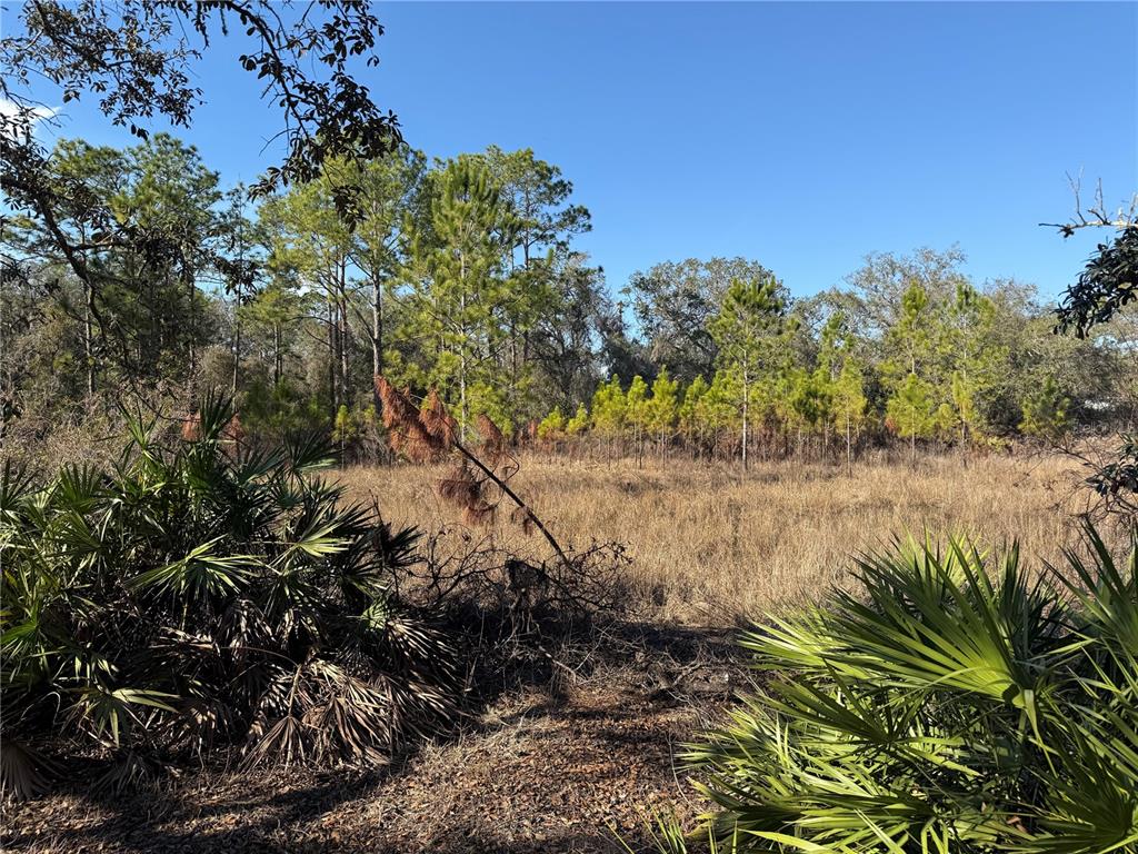 Tworut Road Webster, FL 33597 - Photo 1 of 1 Gallery Image 1