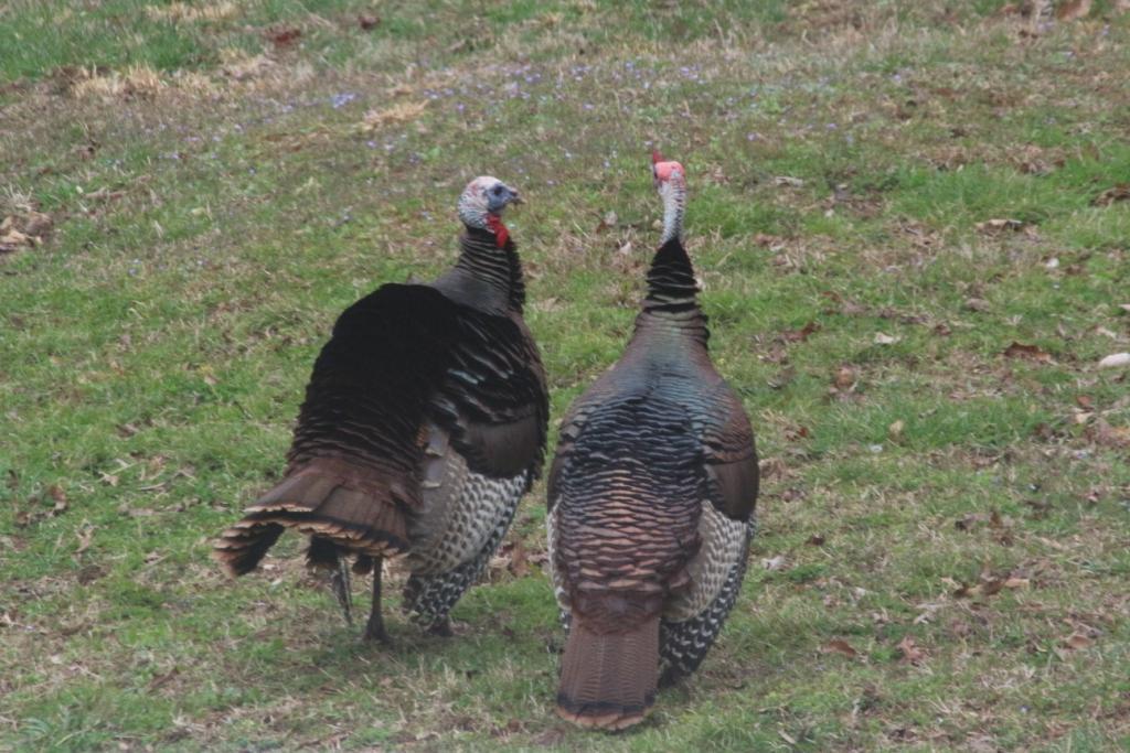3676 Reed Road Indian Mound, TN 37079 - Photo 27 of 30 Gallery Image 27