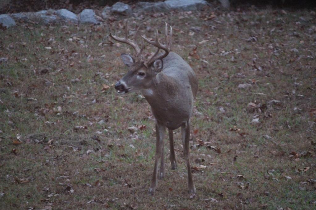 3676 Reed Road Indian Mound, TN 37079 - Photo 29 of 30 Gallery Image 29