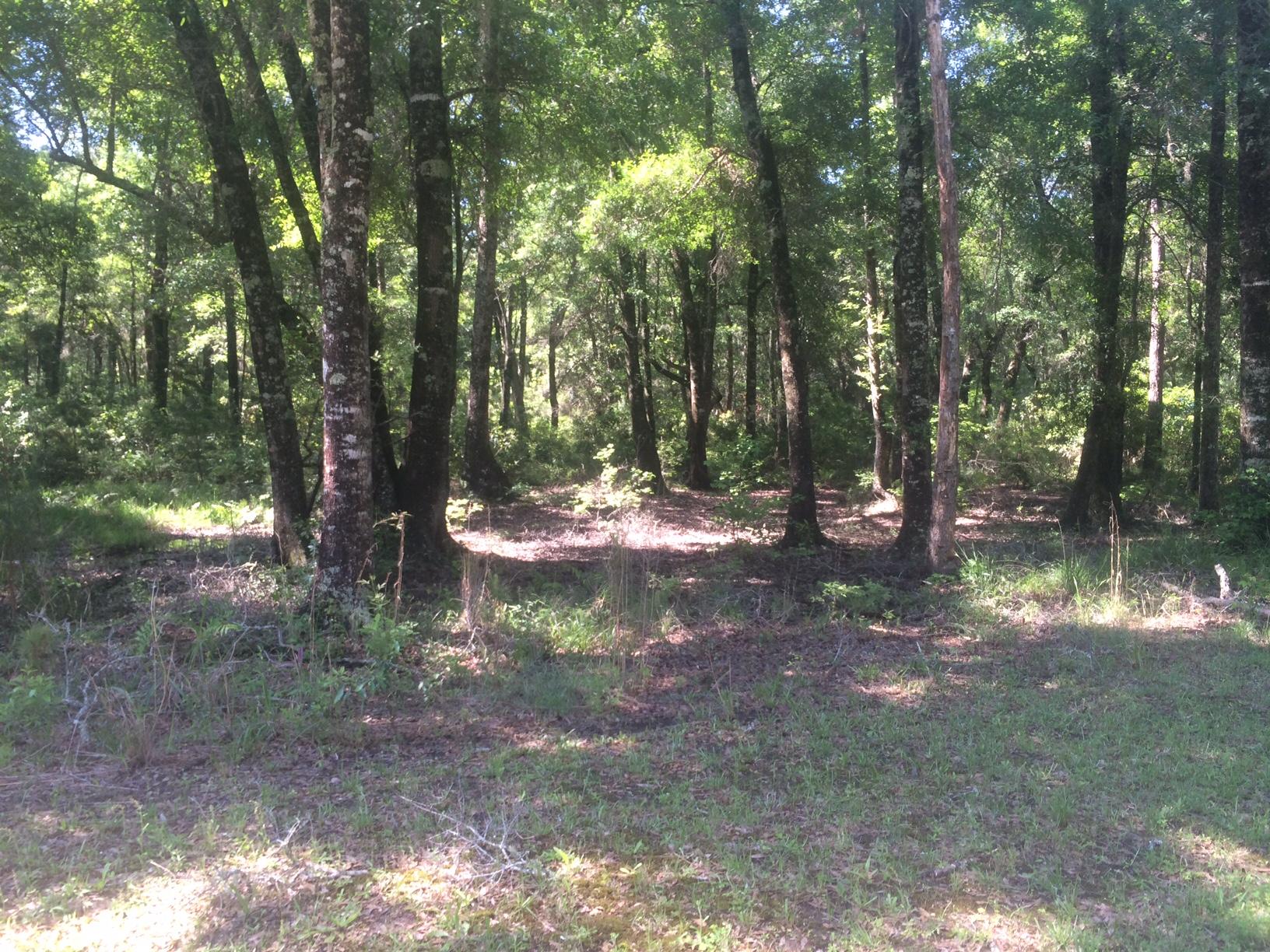 2999 Edenvale Road Johns Island, SC 29455 - Photo 14 of 21 IMG_1735