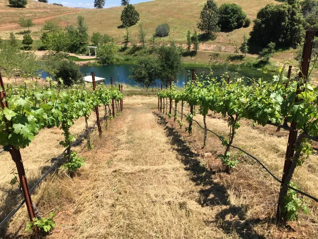 a view of a yard with large trees