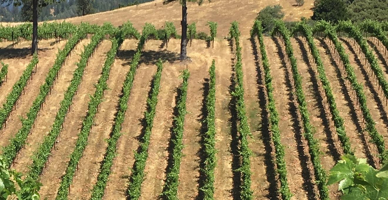 7005 Mountain Ranch Road Mountain Ranch, CA 95246 - Photo 15 of 90