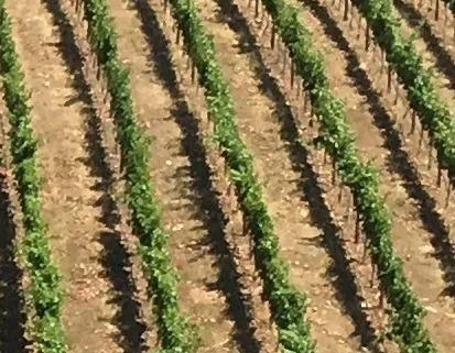 a view of a yard with wooden deck