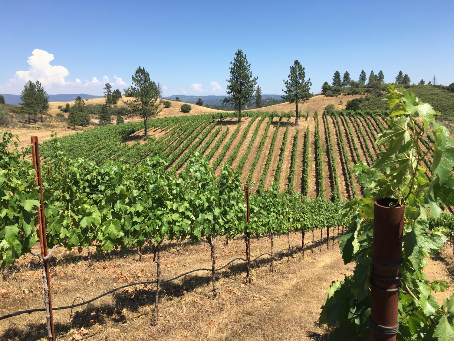 7005 Mountain Ranch Road Mountain Ranch, CA 95246 - Photo 3 of 90