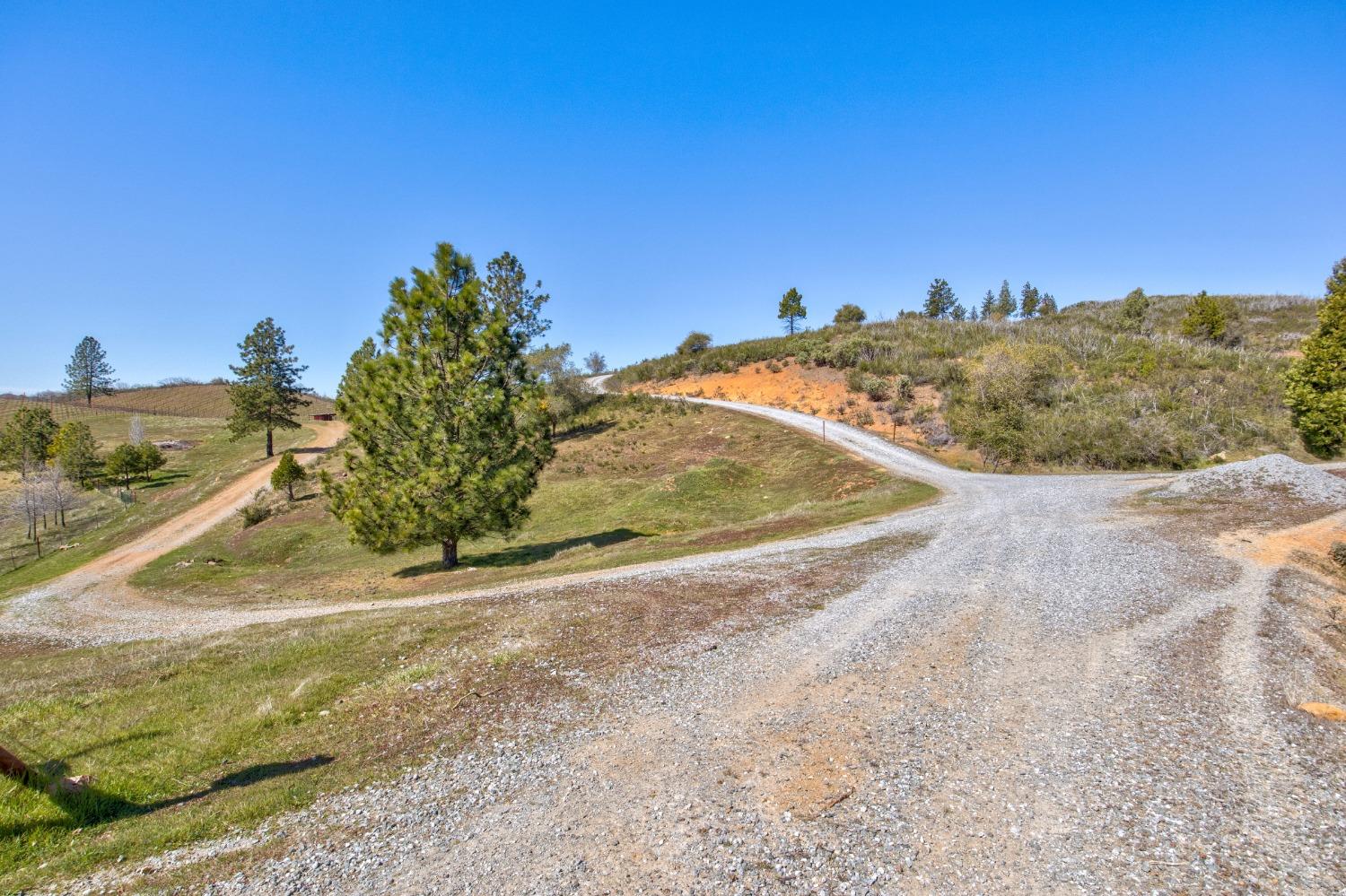 7005 Mountain Ranch Road Mountain Ranch, CA 95246 - Photo 39 of 90 a view of a dry yard with trees