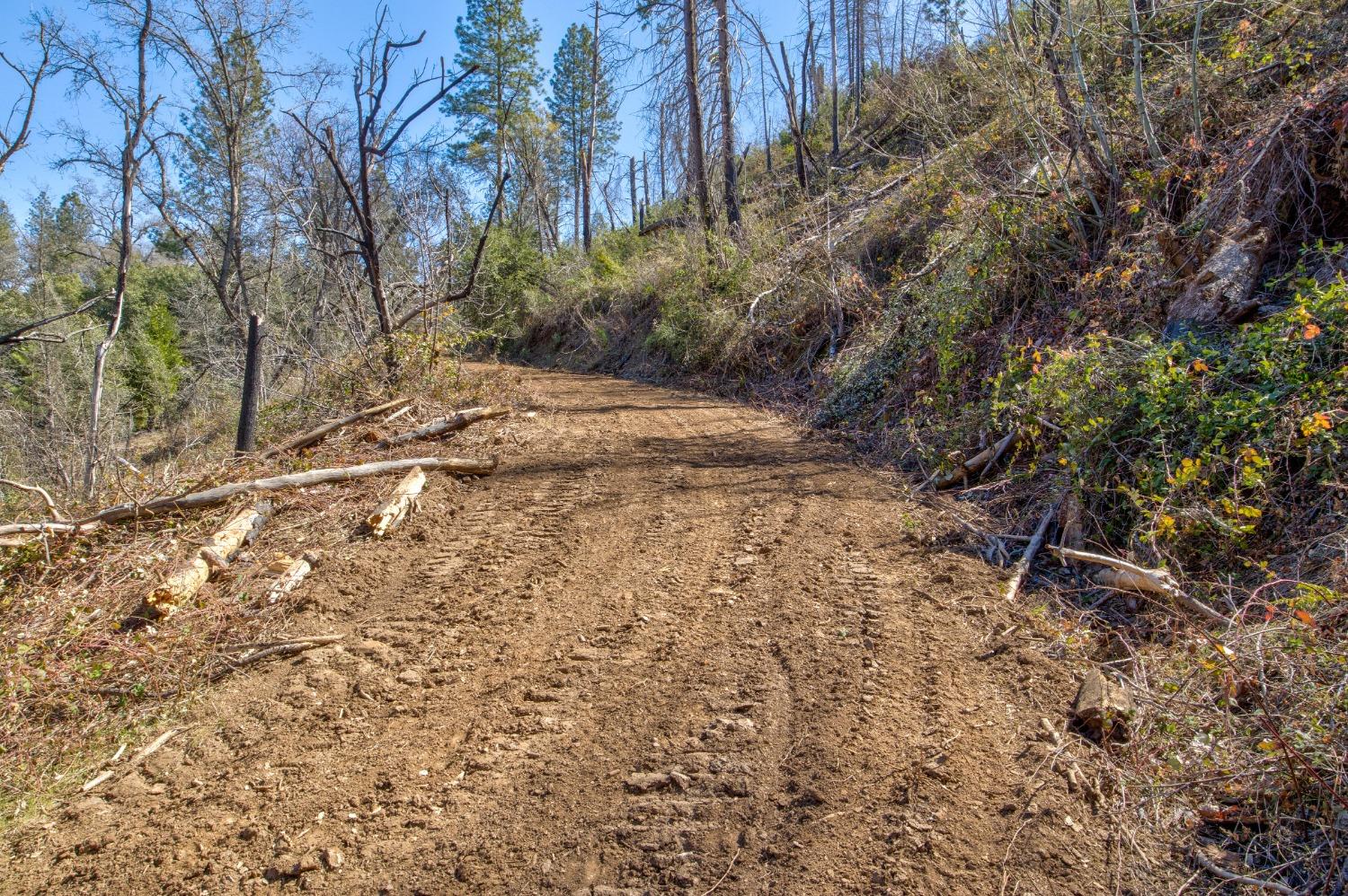 7005 Mountain Ranch Road Mountain Ranch, CA 95246 - Photo 59 of 90 a view of dirt yard with a tree