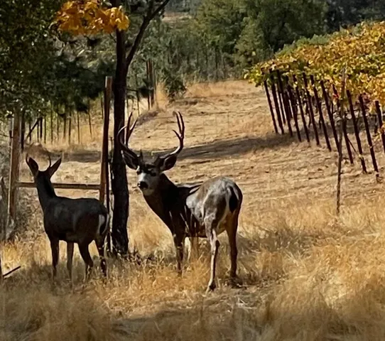 $1,350,000 | 7005 Mountain Ranch Road, Mountain Ranch, CA 95246