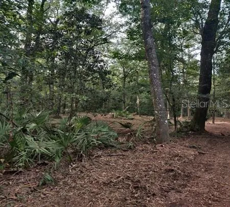 a view of a forest filled with trees