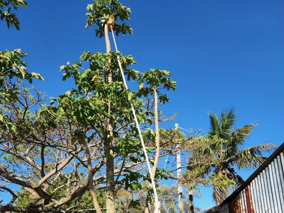 2594 Puuomalei Road Haiku, HI 96708 - Photo 29 of 30 a view of a flower in a garden