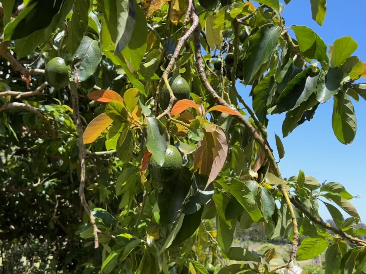 2594 Puuomalei Road Haiku, HI 96708 - Photo 4 of 30 a picture of flowers
