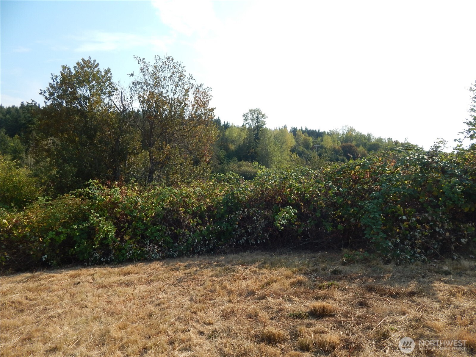 872 South Still Road Sequim, WA 98382 - Photo 5 of 10 a view of a yard with a tree