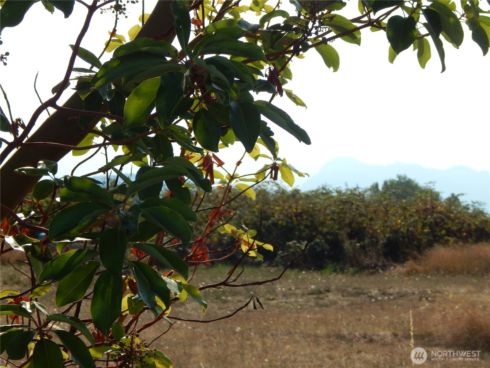 872 South Still Road Sequim, WA 98382 - Photo 8 of 10 a picture of tree