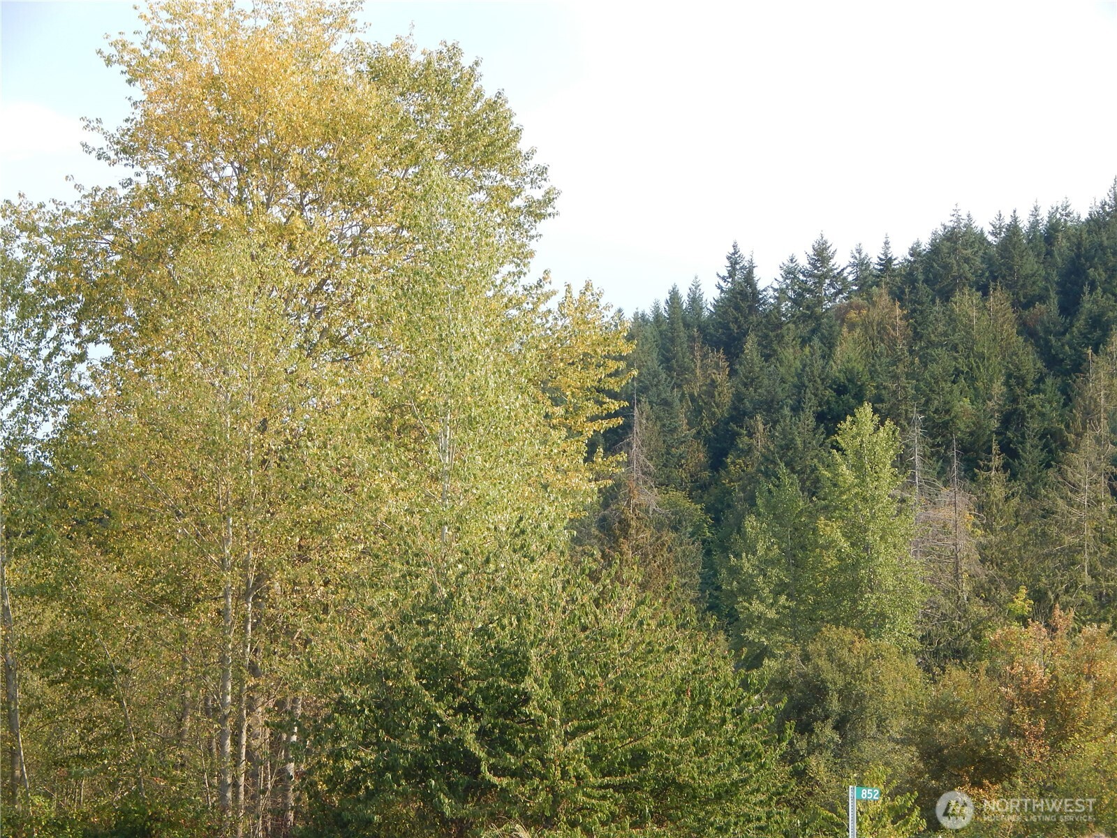 872 South Still Road Sequim, WA 98382 - Photo 9 of 10 a view of a yard with a tree