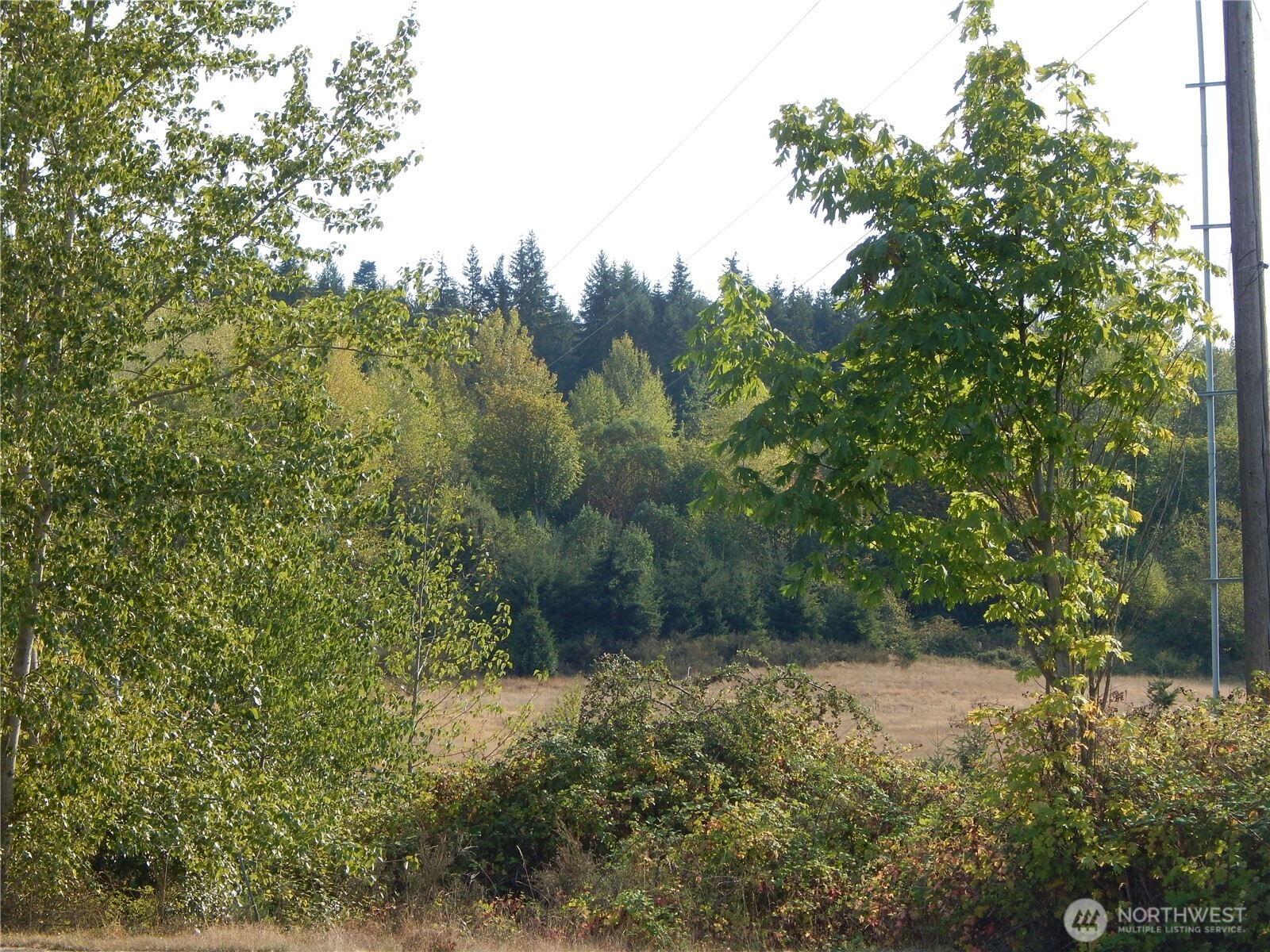 872 South Still Road Sequim, WA 98382 - Photo 10 of 10 a view of a forest with a tree