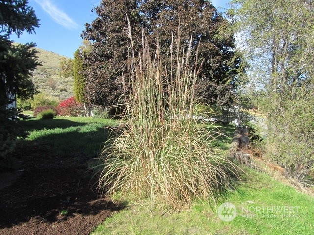 309 North Main Street Riverside, WA 98849 - Photo 27 of 31 a close up of a plant in a garden