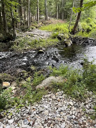 a view of a yard with plants and large trees