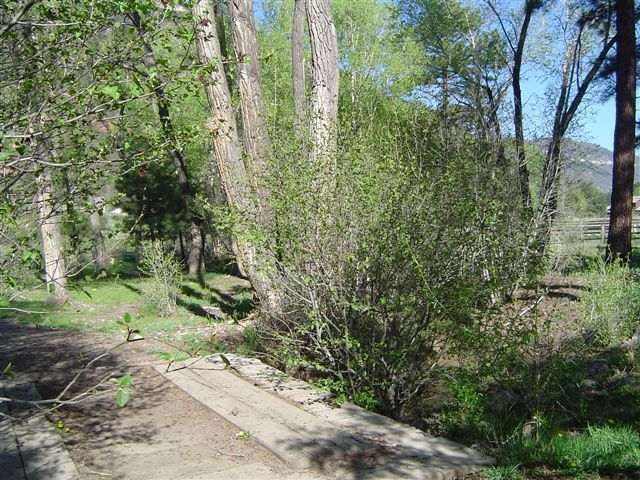 90 Marys Road Ridgway, CO 81432 - Photo 3 of 6 Additional Photo