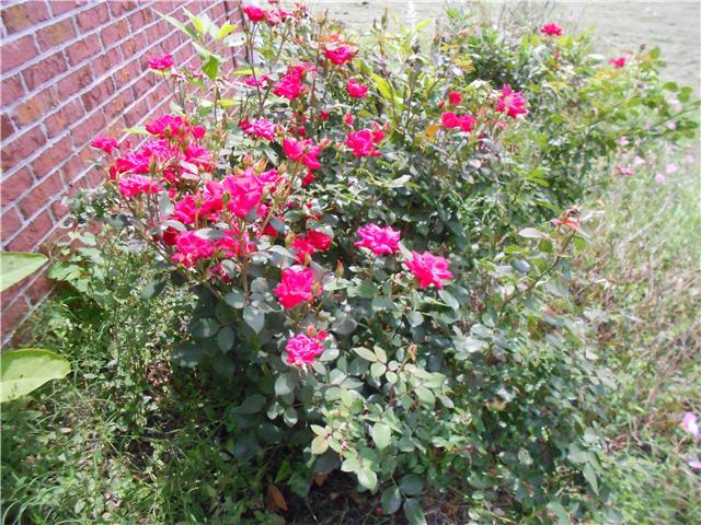 7296 Old Franklin Road Fairview, TN 37062 - Photo 18 of 18 Landscaping adorned with blooming plants.