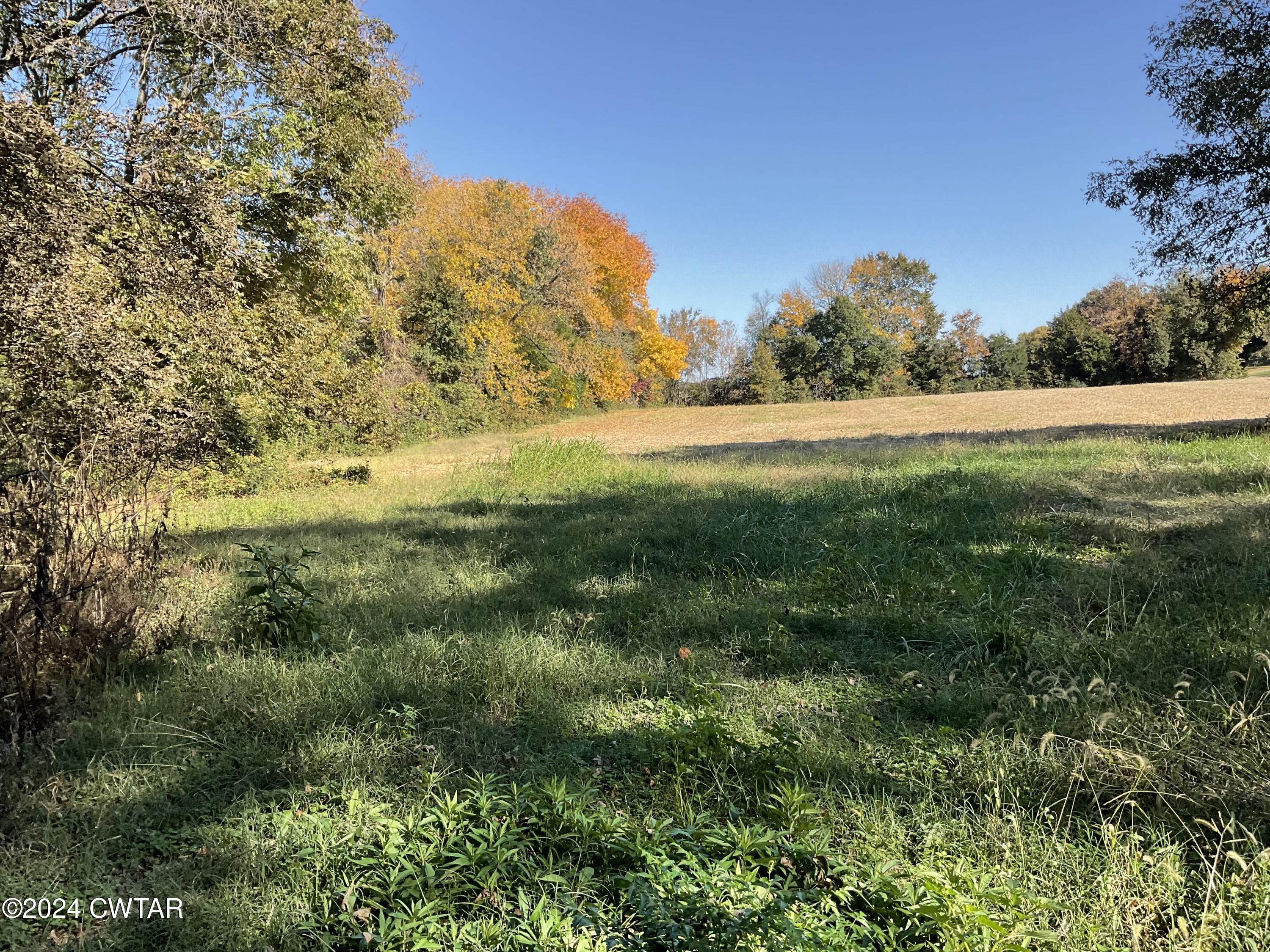 3250 Colvett Road Alamo, TN 38001 - Photo 5 of 8 a view of a yard with an trees