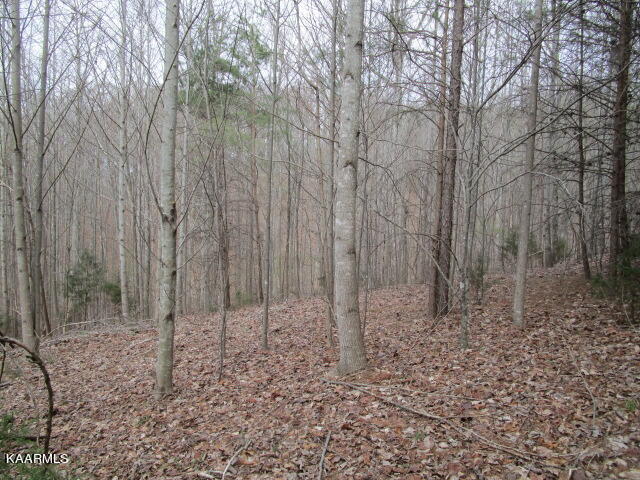 Deerridge Drive Rutledge, TN 37861 - Photo 4 of 4 IMG_3393